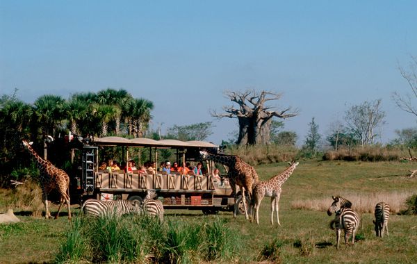 Kilimanjaro Safaris