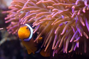 Actividad - Sea Life Hannover - Entrada
