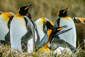 Actividad - Tour del Pingüino Rey y Tierra del Fuego