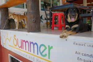 Alojamiento - Summer Guesthouse & Hostel