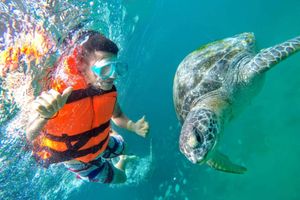 Actividad - PIK - Tour Nado con Tortugas en el norte