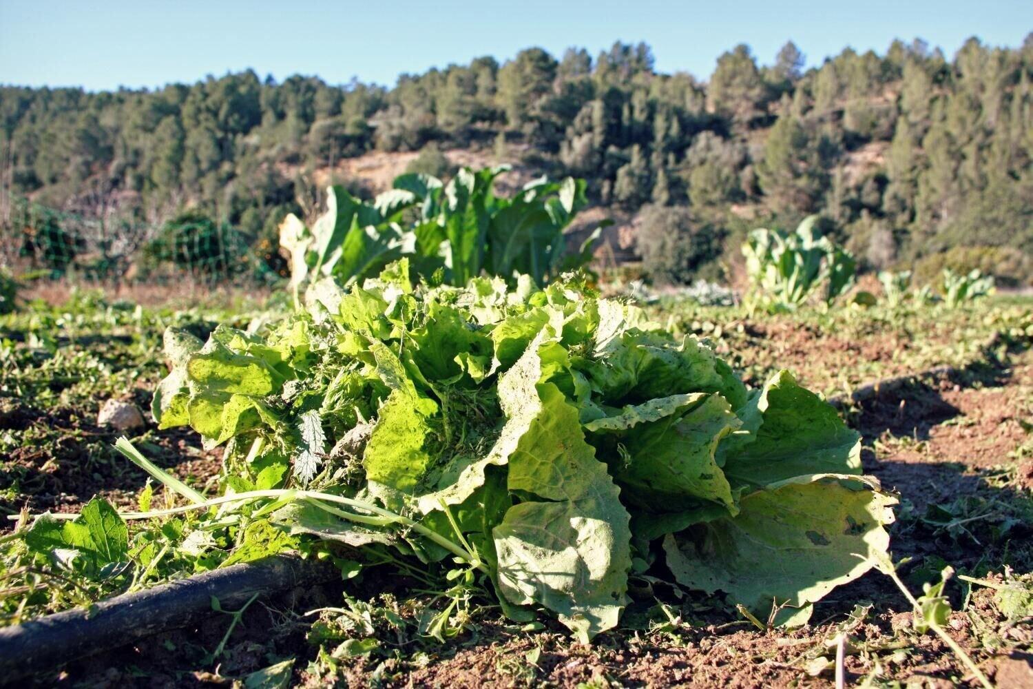 Comodidades del Alojamiento Hort de Mao El Rebost