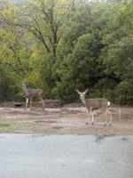 Alquiler Vacacional - Peaceful campground retreat in charming Oakhurst for nature lovers