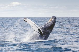Actividad - Avistamiento de Ballenas y visita al Arco