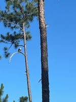 Alquiler Vacacional - Georgia Lake House Retreat