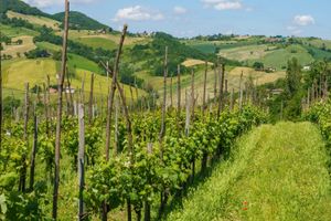 Activity - Oinoe La Città del Vino Winery Tour