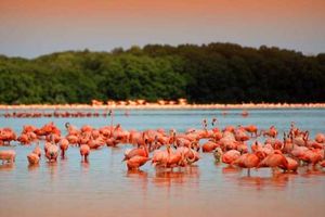 Actividad - Las coloradas desde Mérida