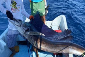 Actividad - Experiencia de pesca deportiva en alta mar - Tour privado de medio día