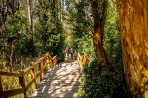 Passeio - Villa La Angostura, Passeio de barco ao Bosque de Arrayanes