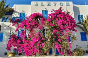 Alojamiento - Hotel Alkyon