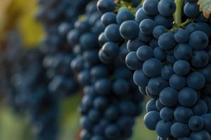 Actividad - Cata de vinos en la bodega Vents du Sud