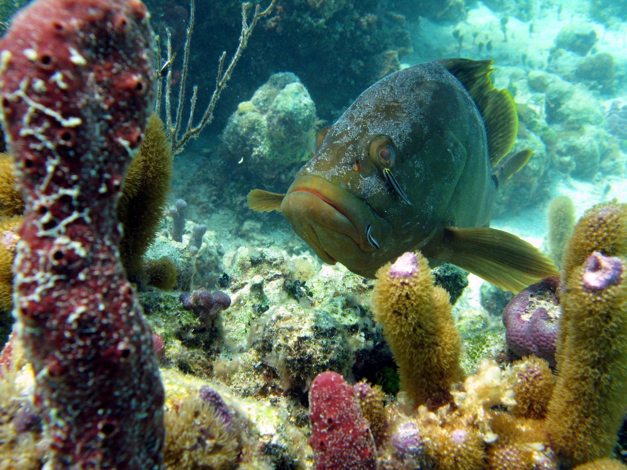 Vista Exterior Beachfront at Windsong on the Reef