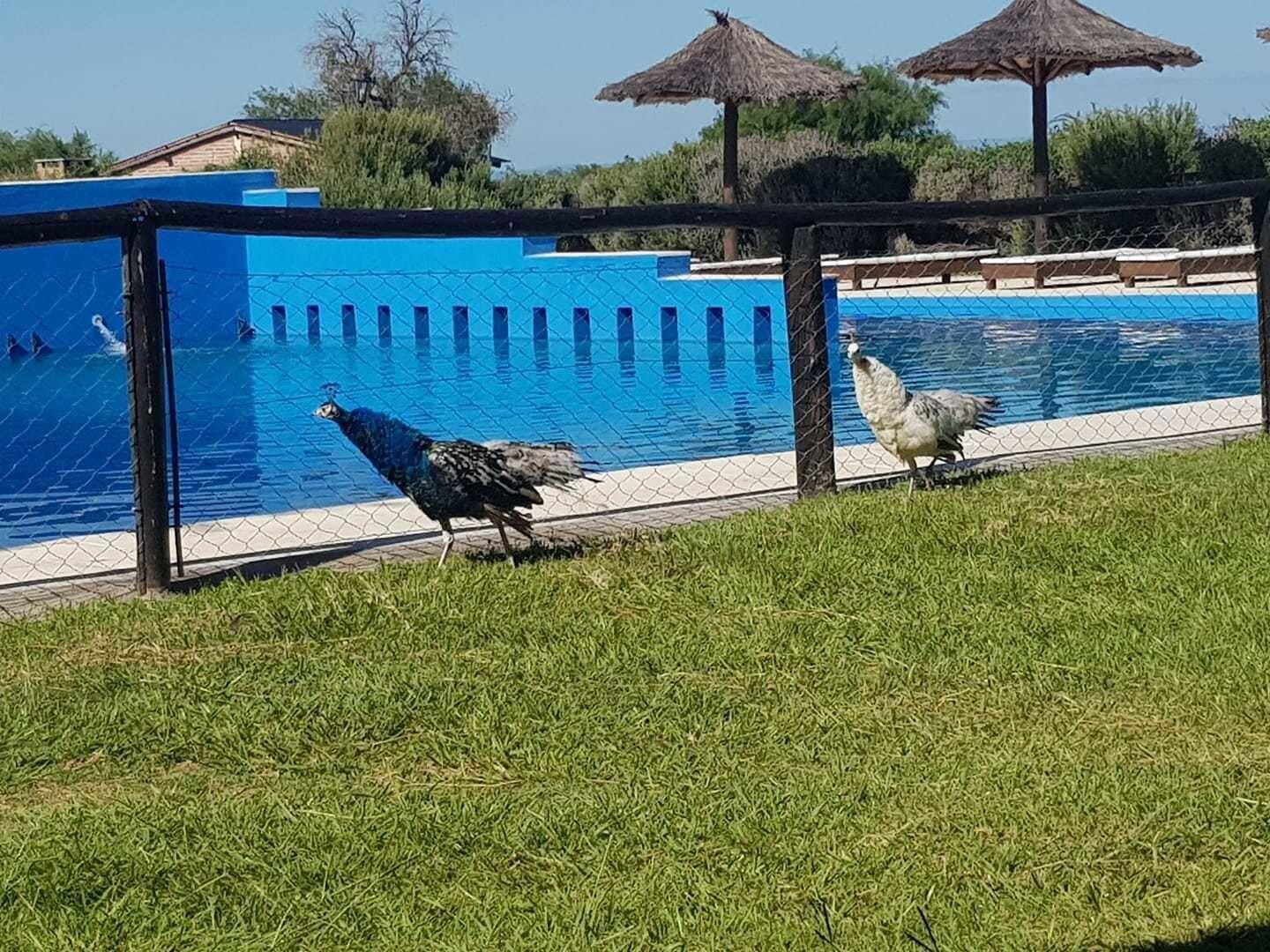 Vista Piscina La Maina Cabañas
