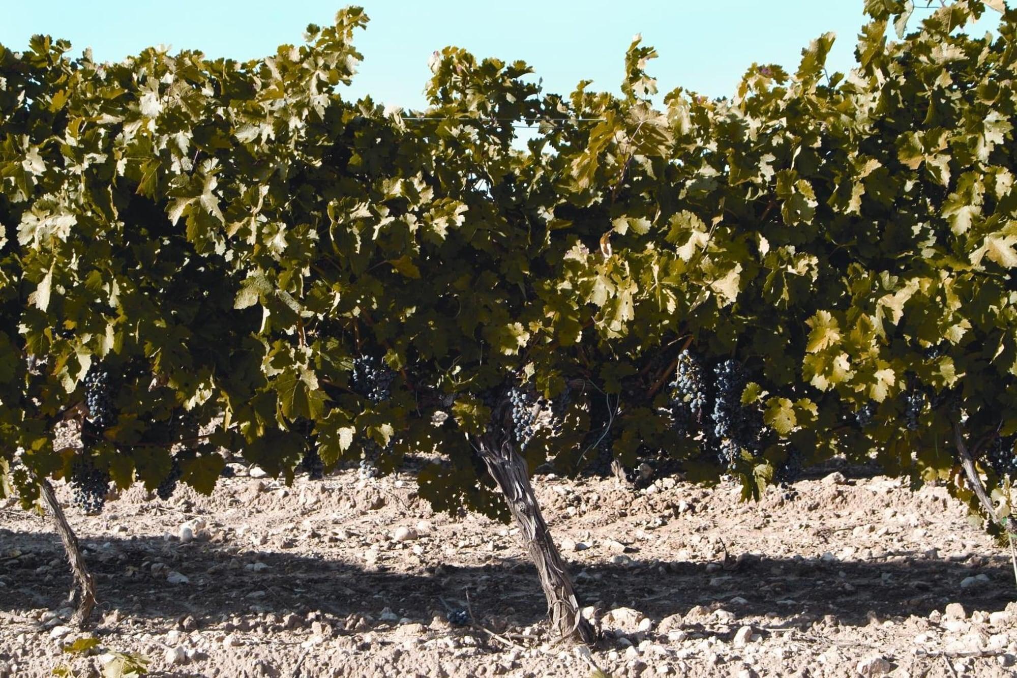 Vista Exterior La Casita de la Planta