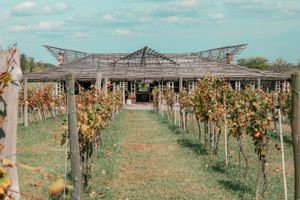Actividad - Visita a la bodega Gamboa