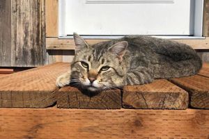 Alojamiento - Off-grid farm stay with spectacular mountain views!