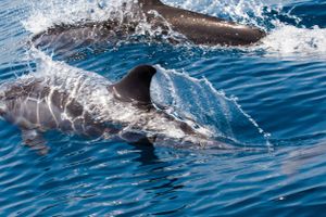Actividad - Avistamiento de delfines en Mascate
