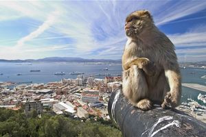 Actividad - Paseo a Gibraltar