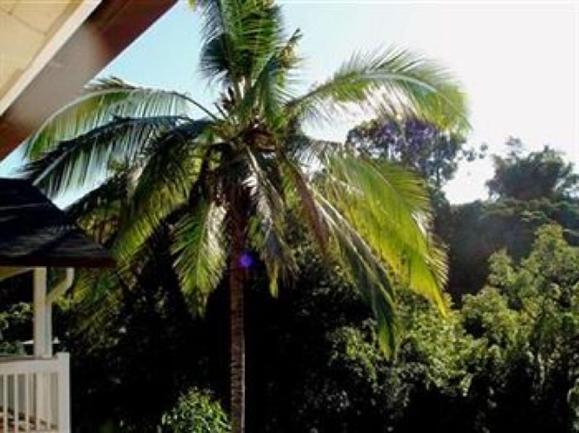 Varios Bamboo Valley Inn