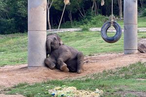 Actividad - Explorando la isla de Samui con santuario de elefantes, plantación frutal y cascadas