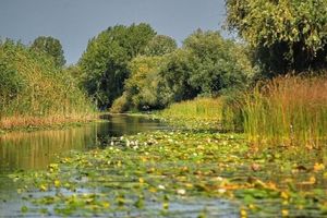 Actividad - Explora el Delta del Danubio en Barco - Excursión de Día Completo
