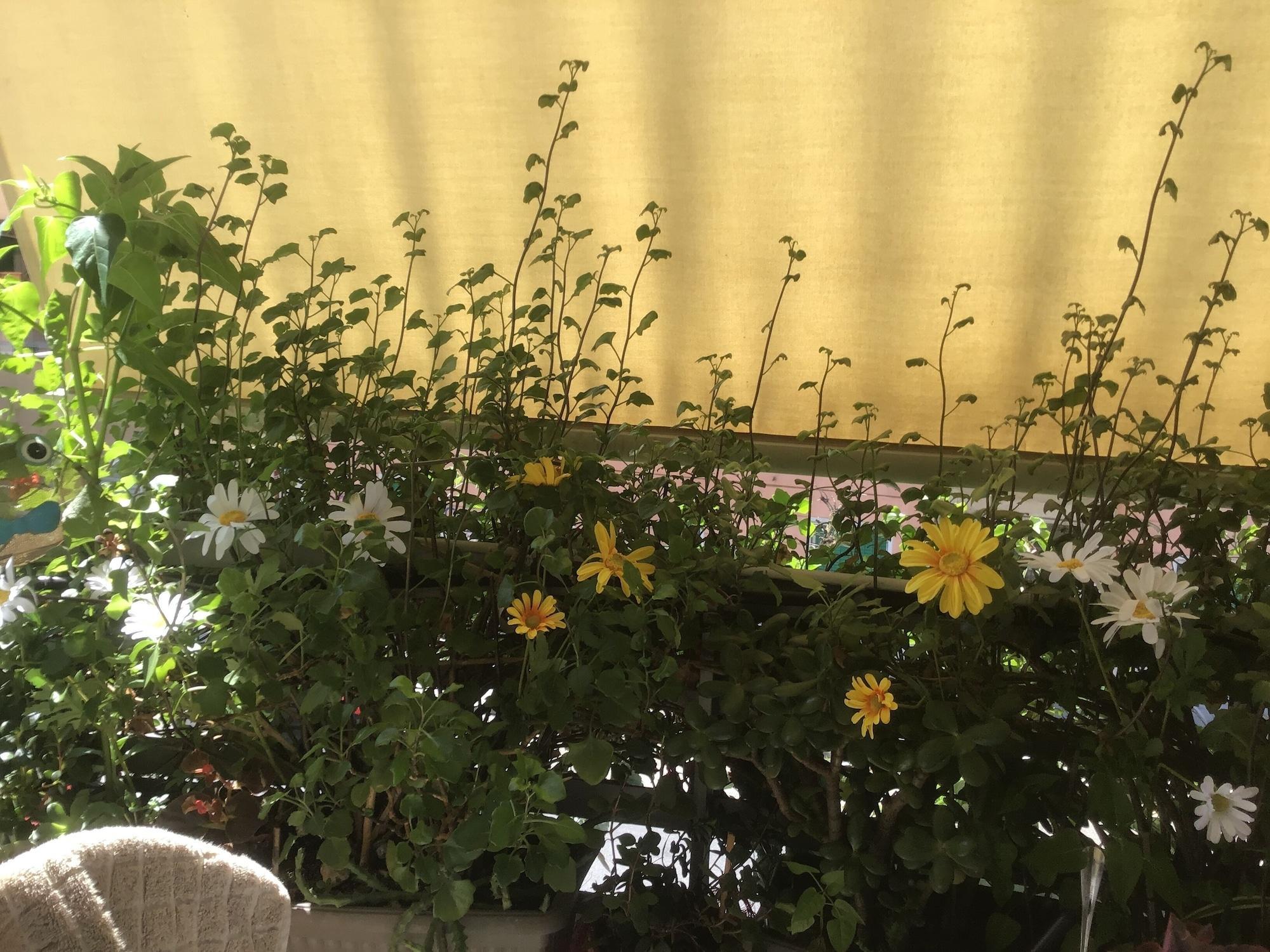 Vista Exterior Residenza il Magnifico