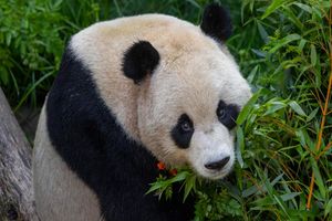 Actividad - Zoo de San Diego