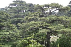 Actividad - Senderismo por los Bosques de Cedros