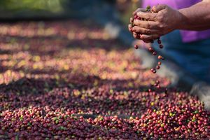 Actividad - Combo Parque del Cafe +Panaca y Termales