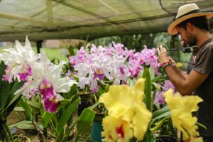 Actividad - Tour de Orquideas