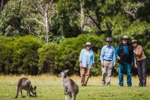 Actividad - Fauna y aves de Canberra