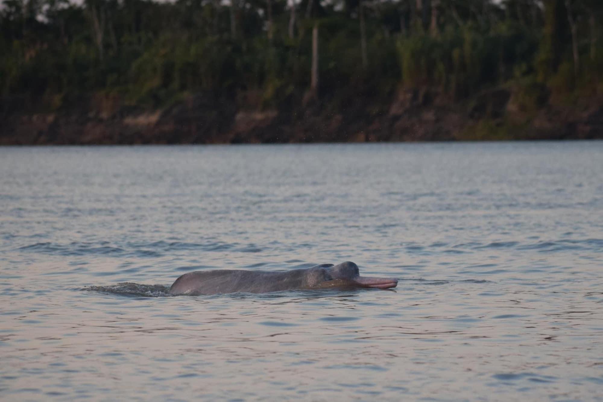 Playa Jungle Wolf Expeditions