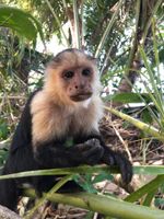 Alquiler Vacacional - Beautiful and Relaxing Ocean Views Apartment in Costa Rica - Pura Vida