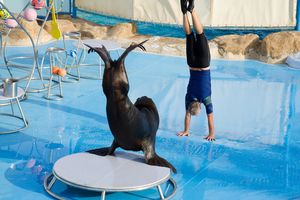 Actividad - Espectáculo de delfines