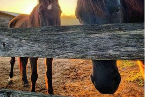 Alquiler Vacacional - Dixie's Cottage: A Rustic Escape with Dixie the Horse Just Outside