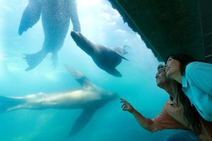 Actividad - Aquarium of the Pacific - Entrada