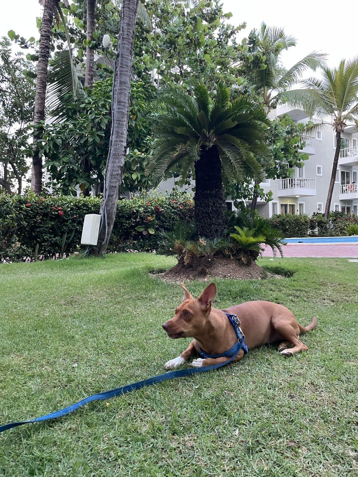 Comodidades del Alojamiento Sol Caribe apartahotel Punta Cana