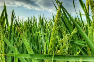 Actividad - Albufera Natural Park Excursion - Half-Day Tour from Cruise Terminal