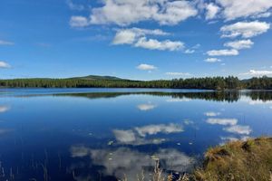 Alojamiento - Tiny House, Stuga at Forest Family Home. Nature, Wildlife, Hiking, Peace & Quiet