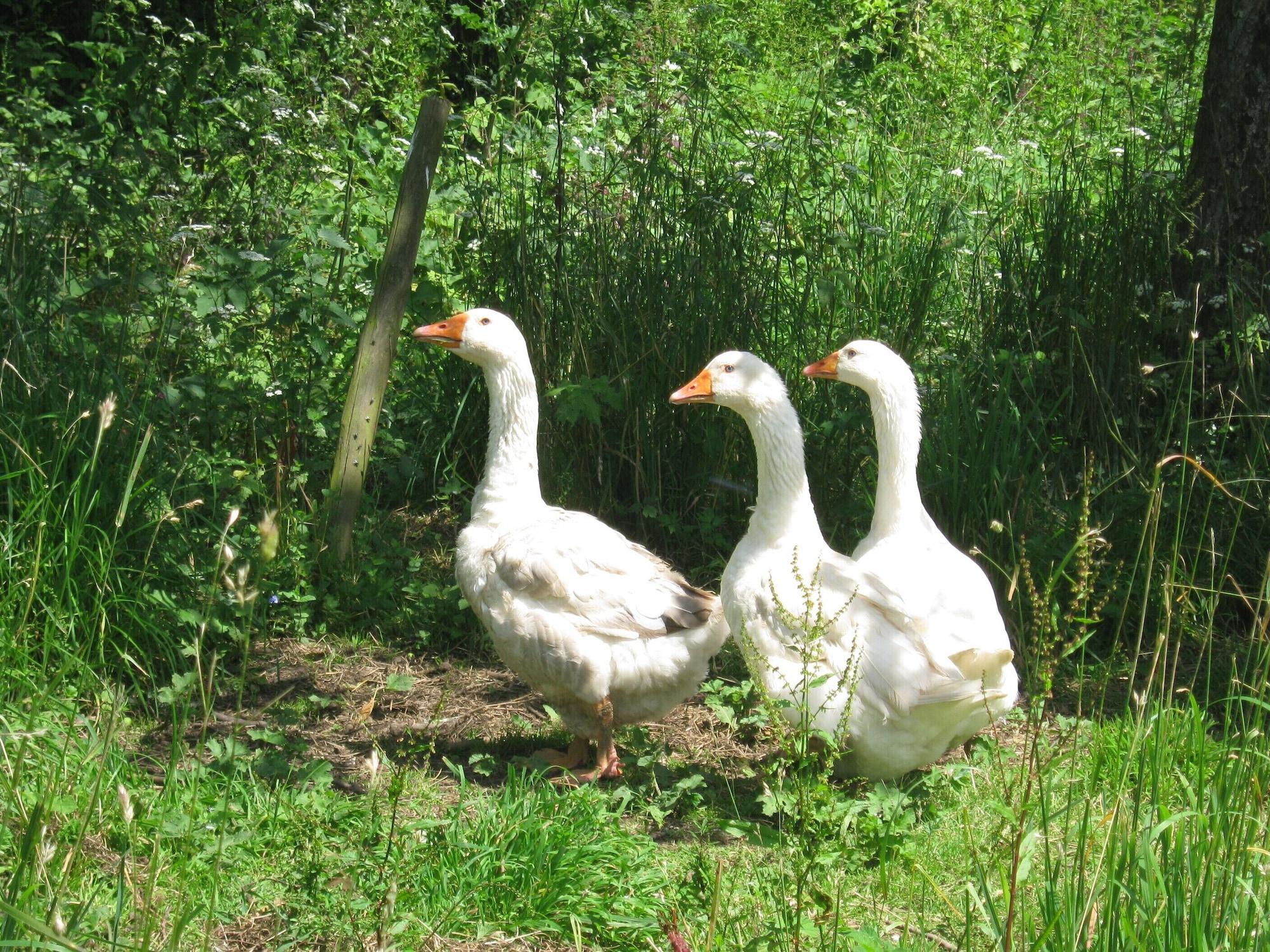 Varios Hollamoor Farm B&B