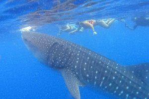 Actividad - Snorkel con tiburones ballena en Holbox