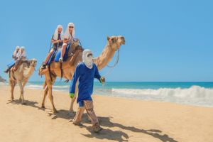 Actividad - Camellos en el Desierto de Los Cabos