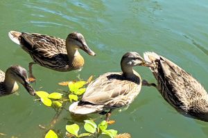 Alquiler Vacacional - ~Riverfront 3 Bed 2 Bath + Hot Tub, Private Dock & Watercraft. 3/4 mile to town~