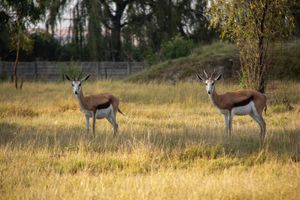Alojamiento - Airport & Bird Game Lodge
