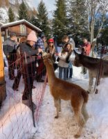 Alojamiento - Hotel la Grange - Animal Chic Hotel