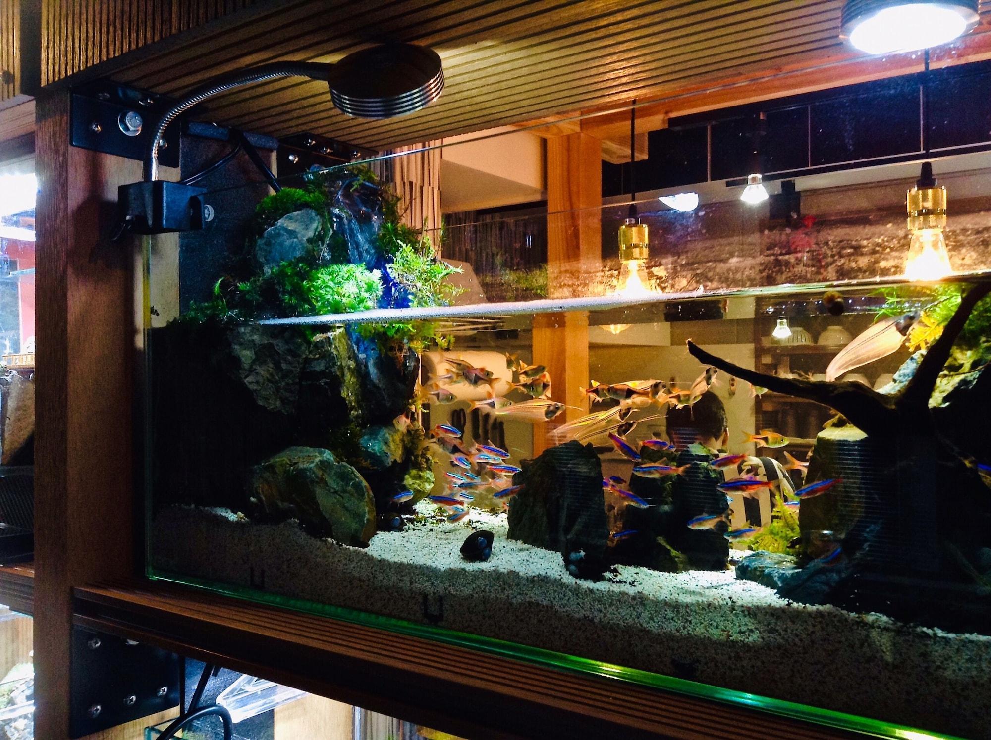 Bar/Salón Koke Musu inn