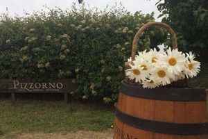 Actividad - Tour a Bodega Pizzorno
