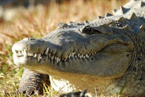 Actividad - Gatorland - Entrada