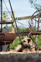 Alquiler Vacacional - Shepherds Hut with Scandinavian Hot Tub and hydromassager