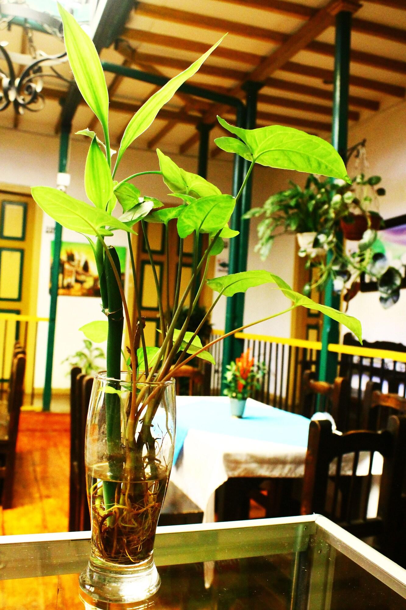 Restaurant Hotel Geranios